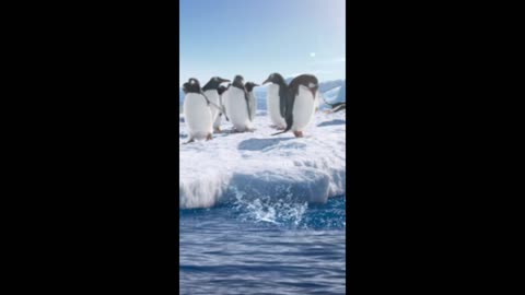 Pinguin swimming