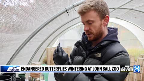 Endangered butterflies wintering at John Ball Zoo