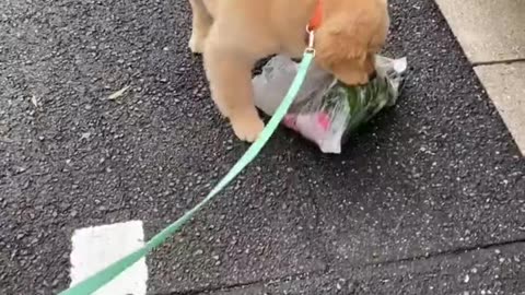 Golden Retriever puppy takes random things with him on walks