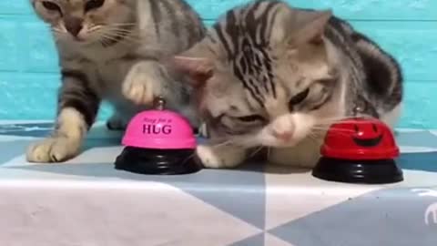 Cute cats doing their things