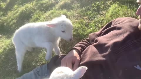 Cute Lamb Needs Attention