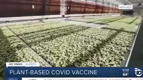 They are developing plant-based 'vaccines'