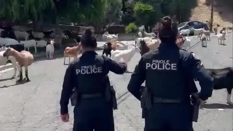 Police help to contain herd of escaped goats in California