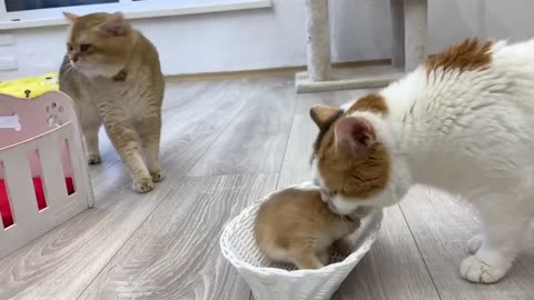 Mother cat carries a kitten in her teeth and takes care of him