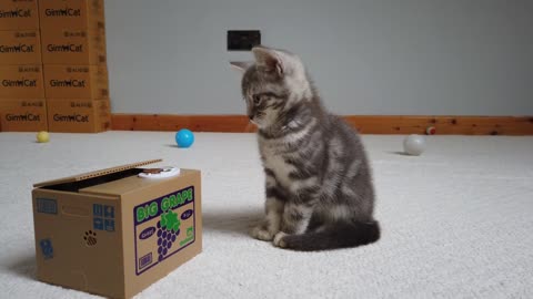 Kitten Reacts To Stealing Coin Cat Piggy Bank