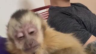 Sleepy Monkey Nods Off on Mom