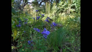 The Great Blue Blue Lobelia September 2021