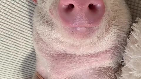 Best Dressed Piggy