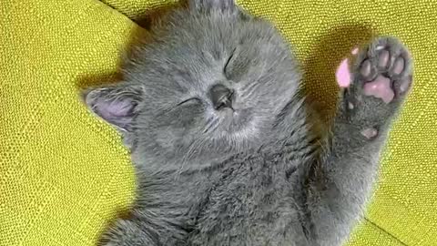 Share a cute kitten