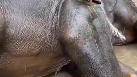 Elephant Enjoy shawer