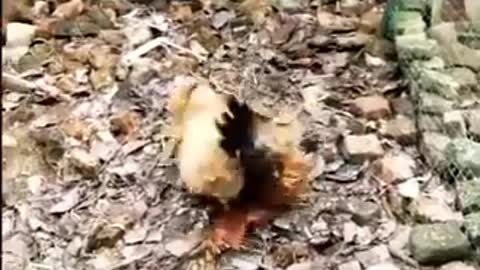 Funny Video Chicken versus Dog Fight