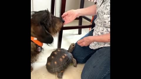 Hungry pup & turtle share a tasty snack together