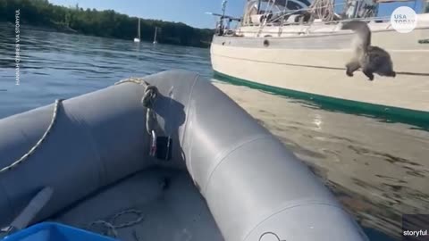 Fearless cat attempts to leap onto sailboat, instantly regrets it