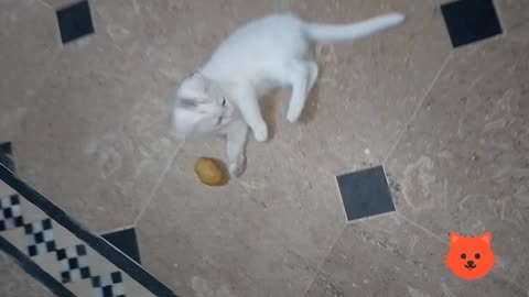 Cute Cat playing with potato || Cat video