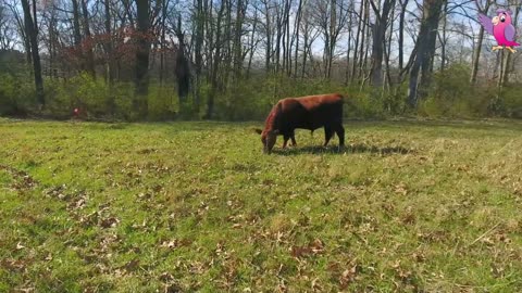 COW VIDEO COWS MOOING AND GRAZING IN A FIELD