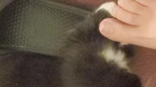 Kitten Gives Me Toe Bites