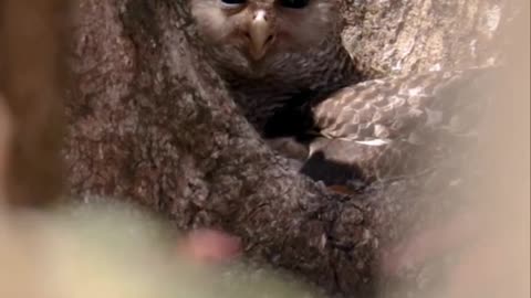 Owl in hidden