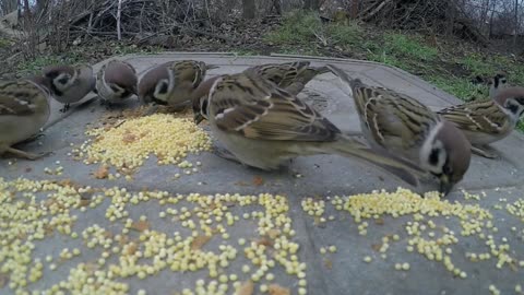 Feeding birds in the street