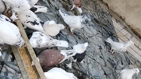 Professional pigeons