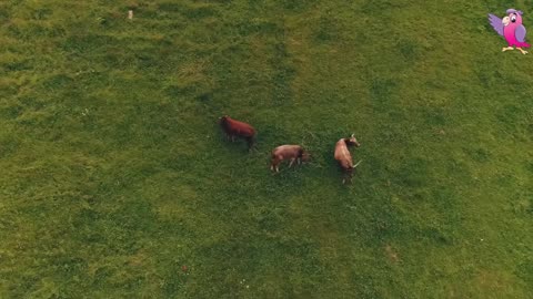 Kids vedio. Cow 🐄🐄 moping and grazing..