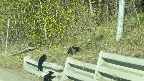 Black Bear Cubs Struggle to Get Up the Hill
