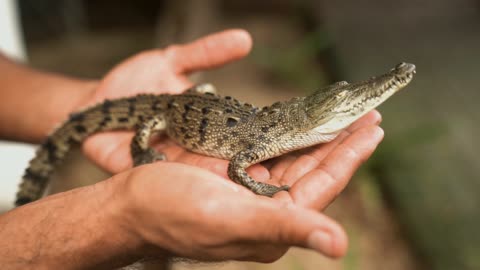 Human holding baby Crocodile