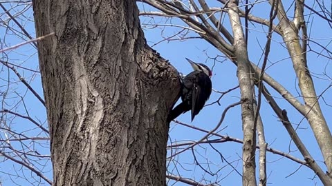 Pileated woodpecker encore