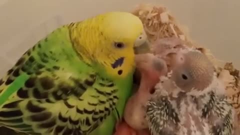 Parrot feeding food its baby . Wonderful scene