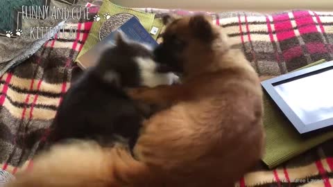 CATS AND DOGS Awesome Friendship - Funny Cat and Dog Vines COMBINATION