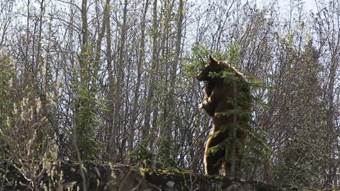 Bear Vigorously Scratching Back on Little Tree