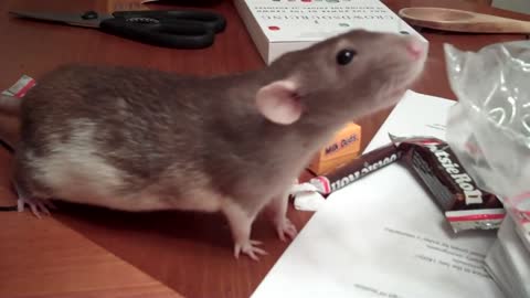 dumbo rat runs off with candy