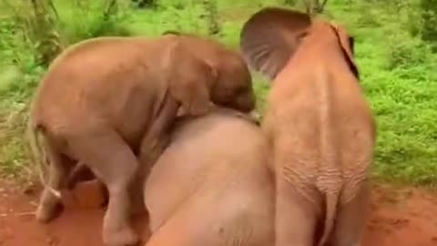 How to Make Your Day Better: Adorable Baby Elephant Moments 🐘💕