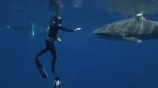 Tiger Shark Appears In Open Ocean 🦈