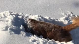 Golden Retriever Burrows in the Snow Like a Bunny