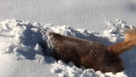 Golden Retriever Burrows in the Snow Like a Bunny