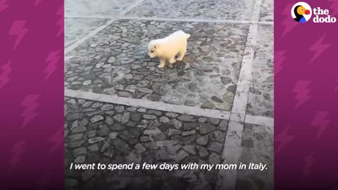 Woman Goes To Italy On Vacation And Comes Home With A Puppy | The Dodo Little But Fierce