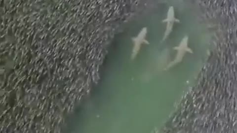 Sharks swim through a massive school of fish near