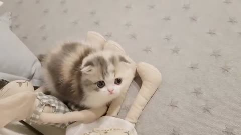 Cute cat kitten video