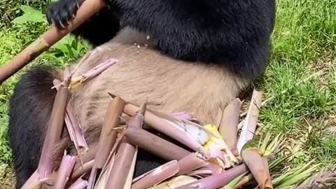 Hungry Panda eating Bamboo