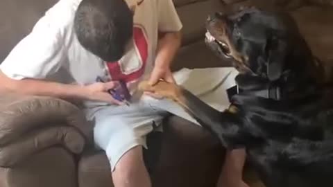 Hilarious Rottweiler Nail Cutting Fiasco