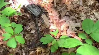 SNAKE SCARE…AGAIN! 🤦🏻‍♂️