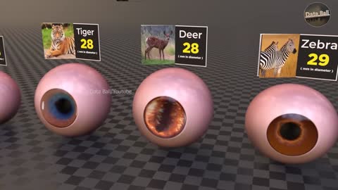 Monster Eyes Size Comparison | Comparison of Eye Sizes