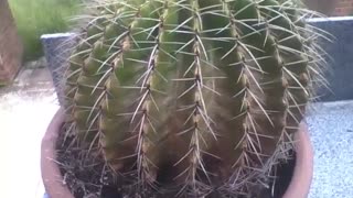 Ball cactus is seen in the botanical garden, it has big thorns [Nature & Animals]