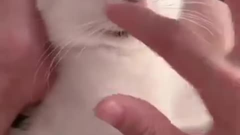 Funny video of a cat 😺😺