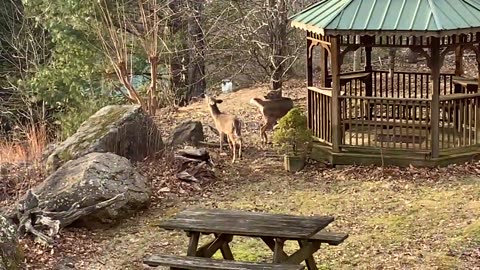 NW NC at The Treehouse 🌳 Everyone is excited by the warm weather 🌞 Scamp hugs her Mom, Lady 🦌