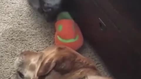 Funny video dog