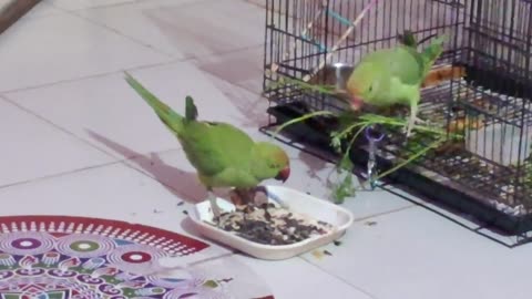 parrot-2 eatting