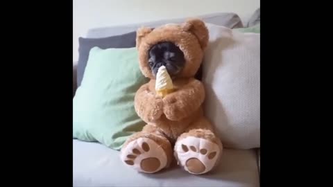 SUPER CUTE AND FUNNY ANIMALS!