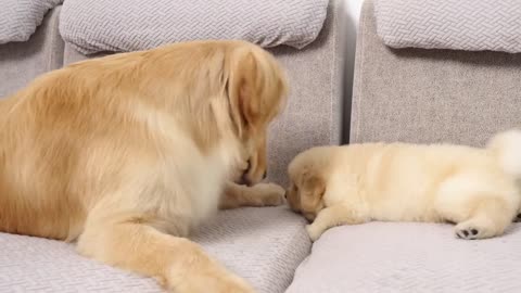 funny cute baby with dog