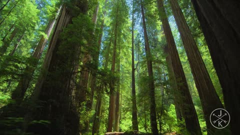 Redwoods